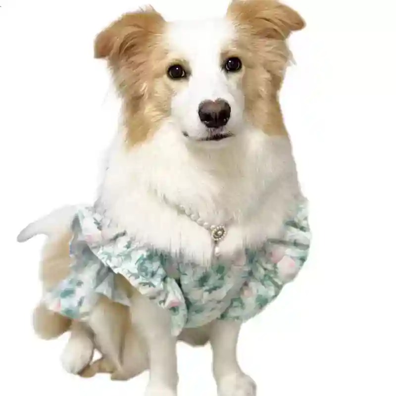 Summer Dog Clothing - 애완동물 의류 봄과 여름 귀여운 중형