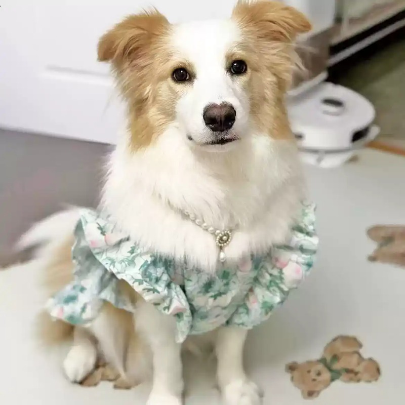 애완동물 의류 봄과 여름 귀여운 중형 및 대형견 의류  - Summer Dog Clothing 리뷰 및 가격