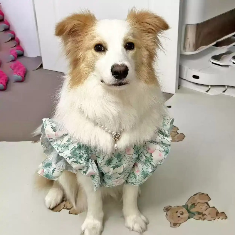 애완동물 의류 봄과 여름 귀여운 중형 및 대형견 의류  - Summer Dog Clothing 리뷰 및 가격