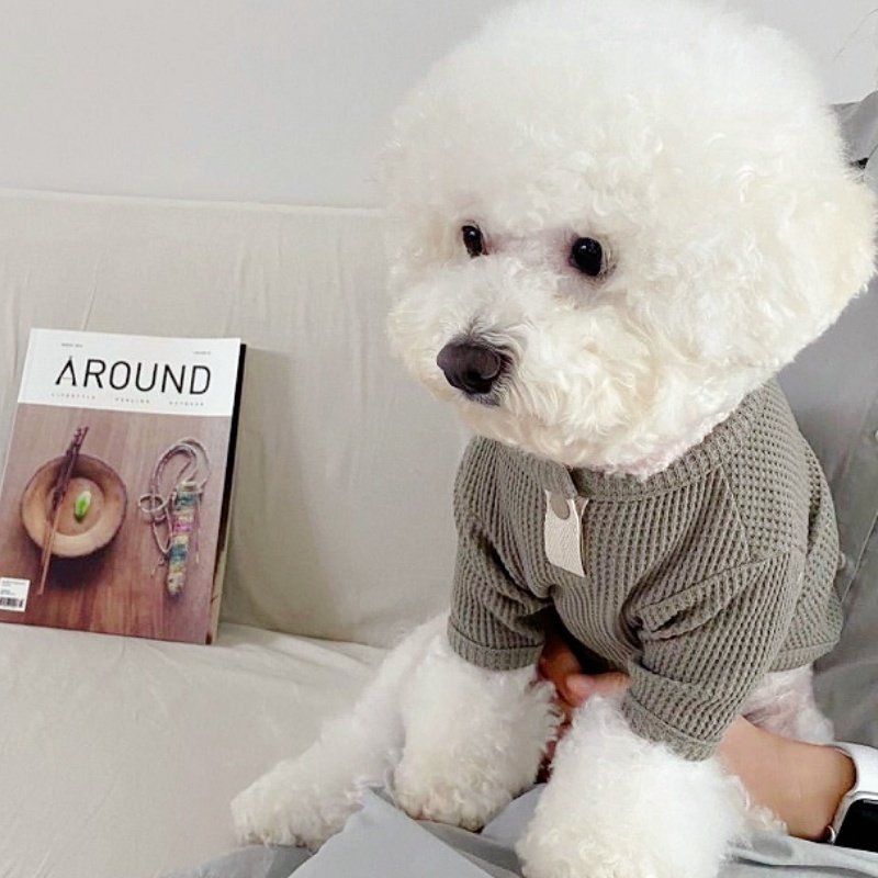 여름 애완 동물 셔츠 작은 중형 개 조끼를위한 솔리드  - Summer Dog Clothing 리뷰 및 가격